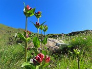 CORNO STELLA , panorami, monti, laghi, fiori, stambecchi-9lu25  - FOTOGALLERY